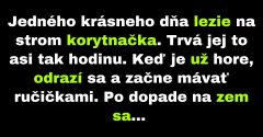 Korytnačka lezie na strom a vykonáva zvláštne pohyby (Vtip)